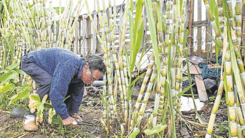 Juan Sosa, familia de Ángel, corta una de las cañas de una plantación en hilera. Se cosecha a los dos años de plantada, y se corta a rente de la tierra (Foto Borja Suárez/C7)